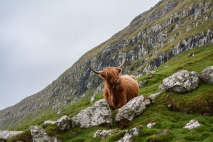 RCN Members in Scotland have Overturned the Pay Deal